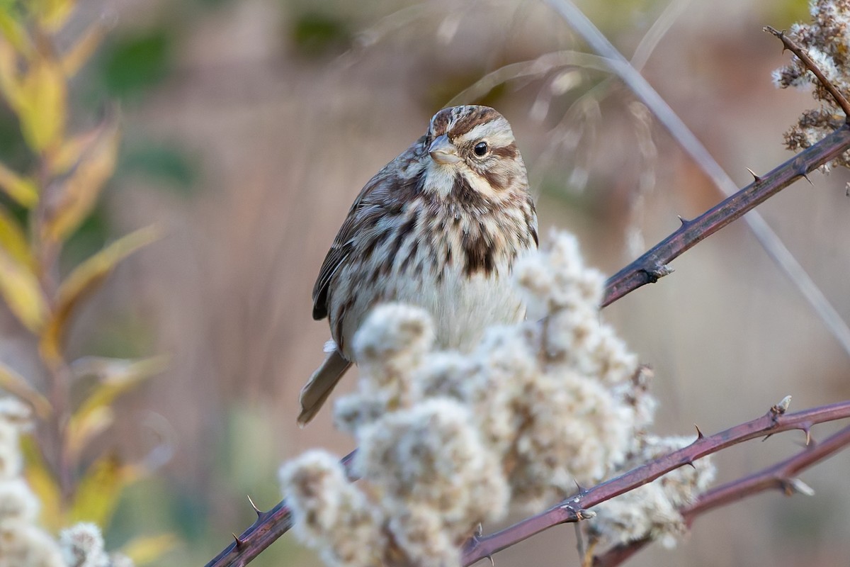 Song Sparrow - ML645262950