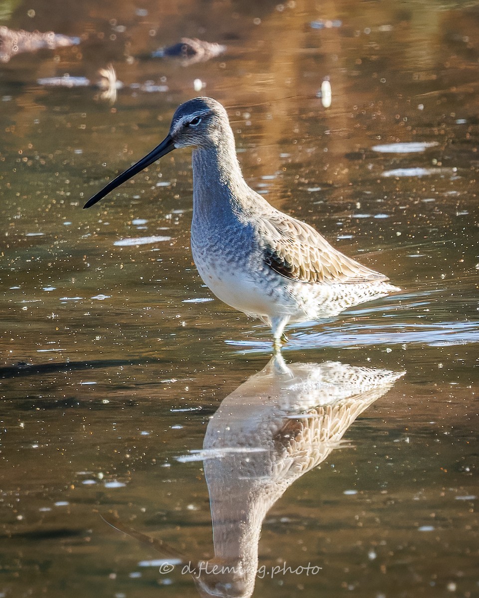 Short-billed/Long-billed Dowitcher - ML645262959
