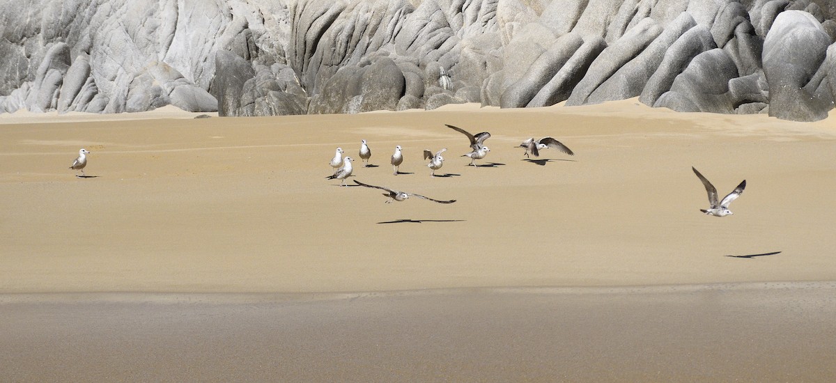 Yellow-footed Gull - ML645262966