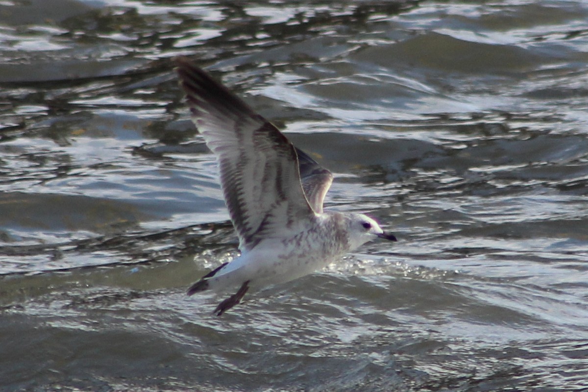 Common Gull - ML645262974