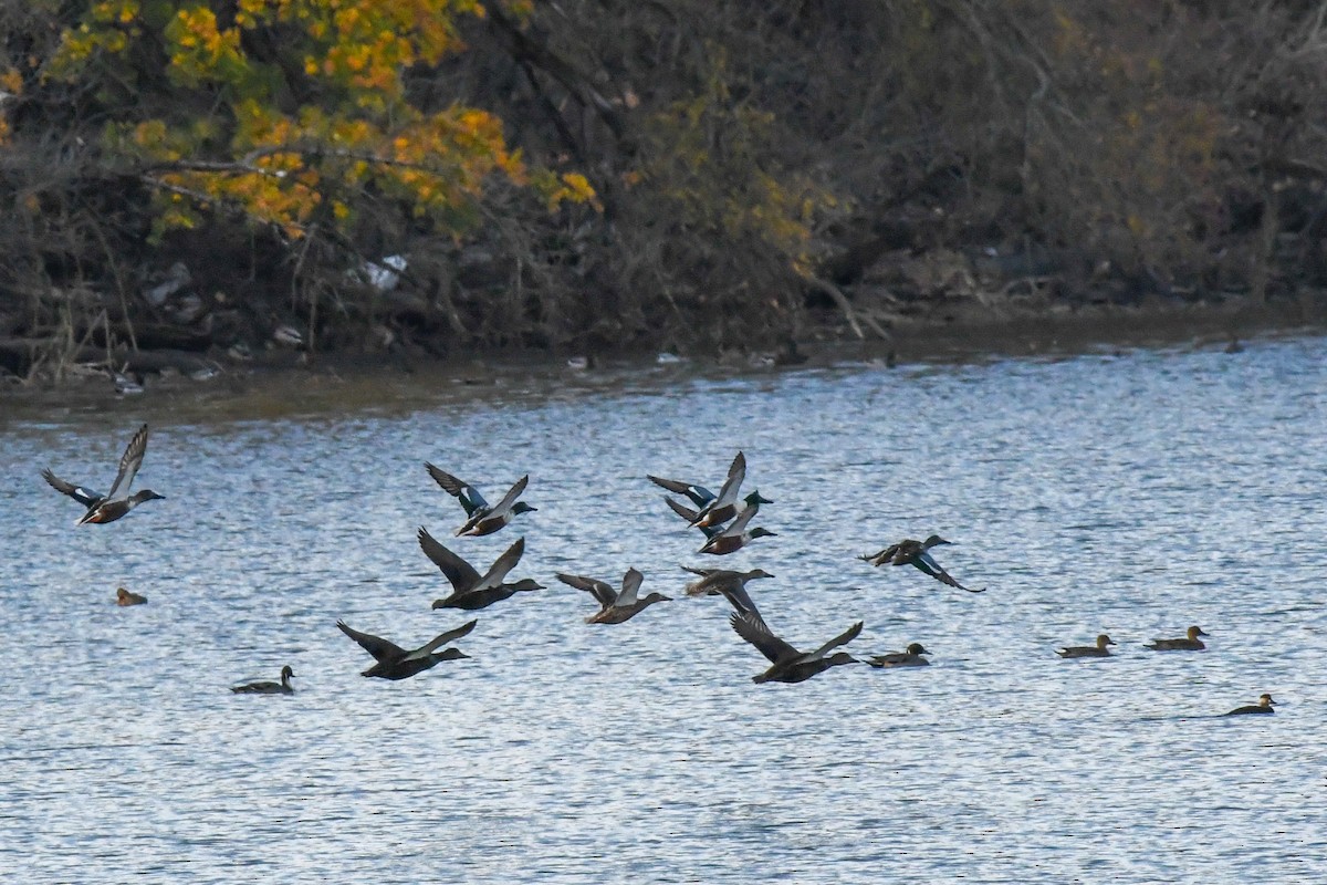 ハシビロガモ - ML645262976