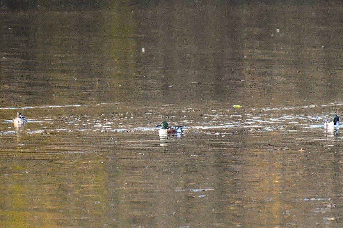 ハシビロガモ - ML645262979