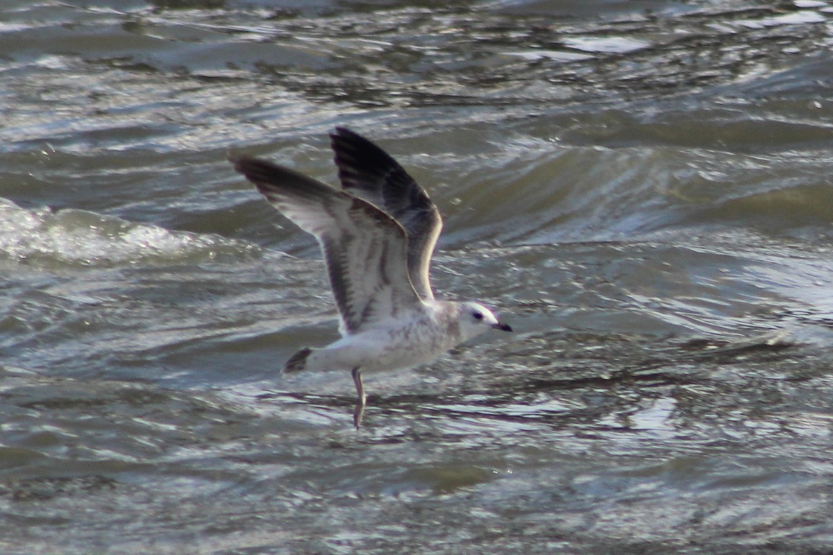 Common Gull - ML645262981