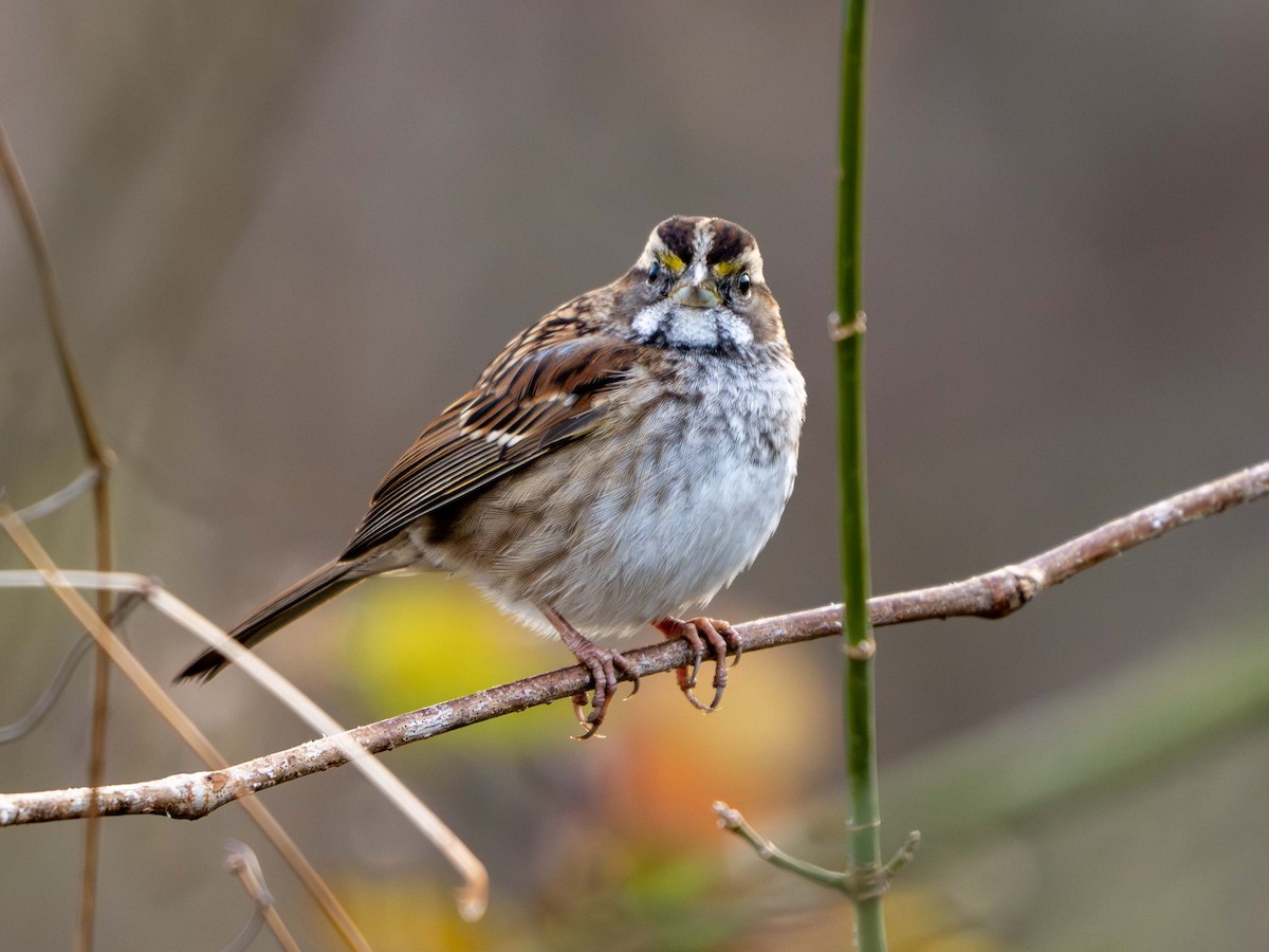 Ak Boğazlı Serçe - ML645262983