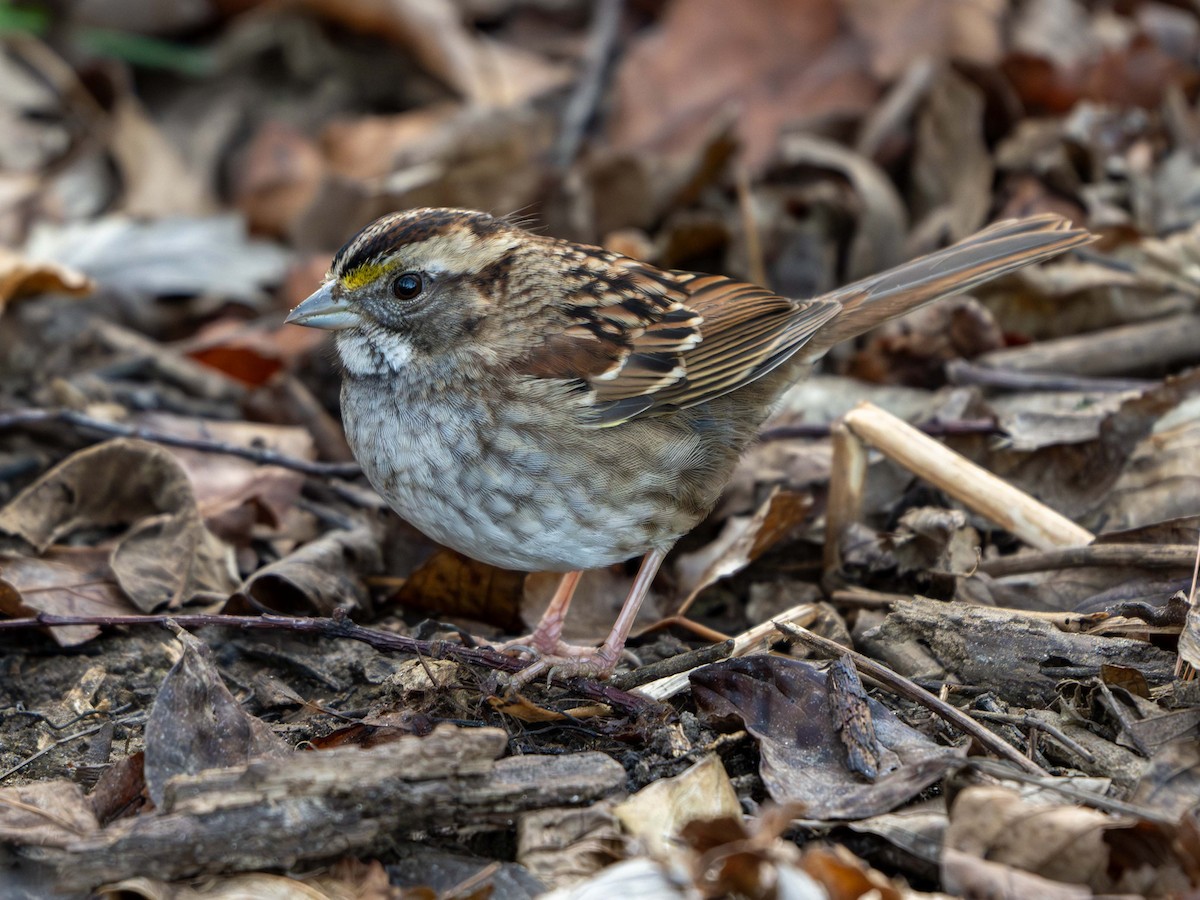 Ak Boğazlı Serçe - ML645262985