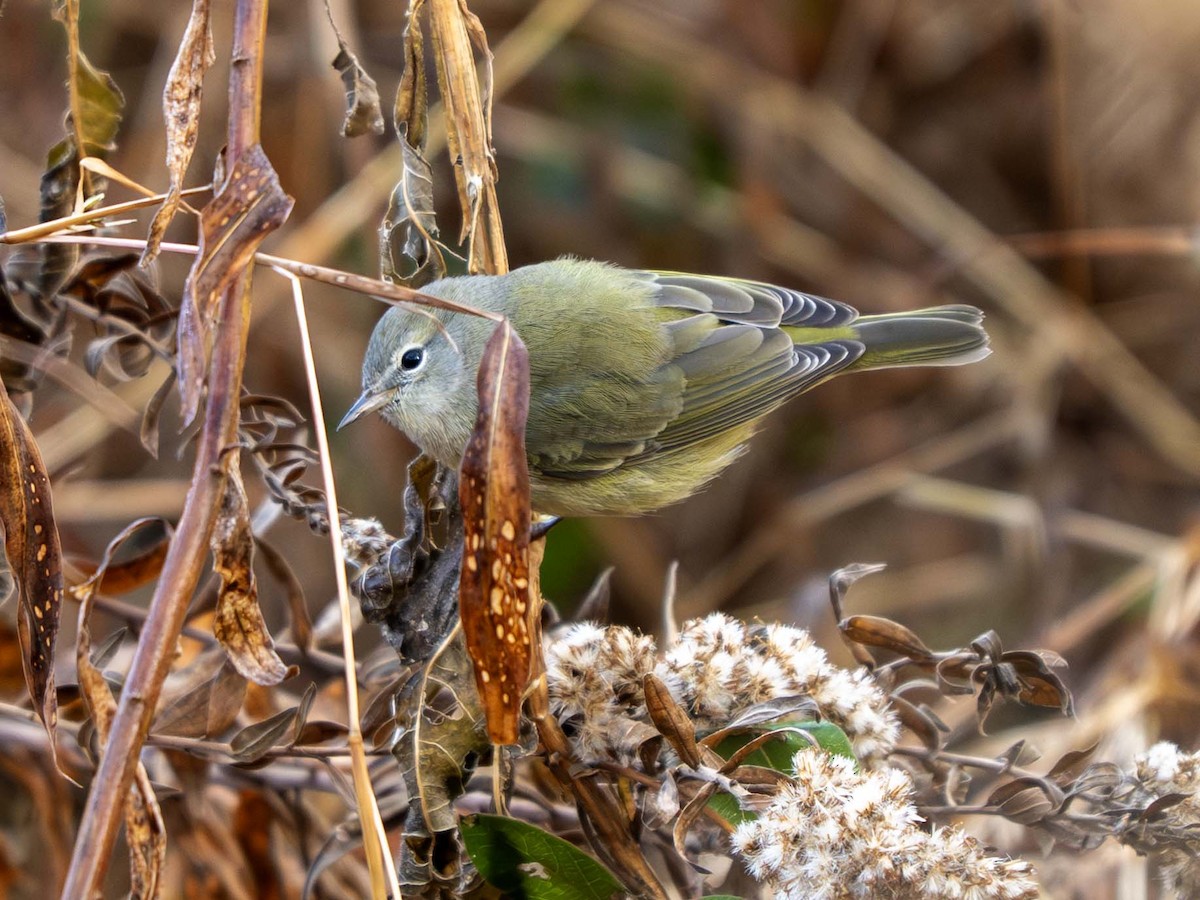 Turuncu Taçlı Ötleğen - ML645262987
