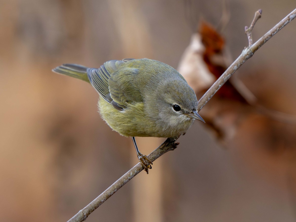 Turuncu Taçlı Ötleğen - ML645262988
