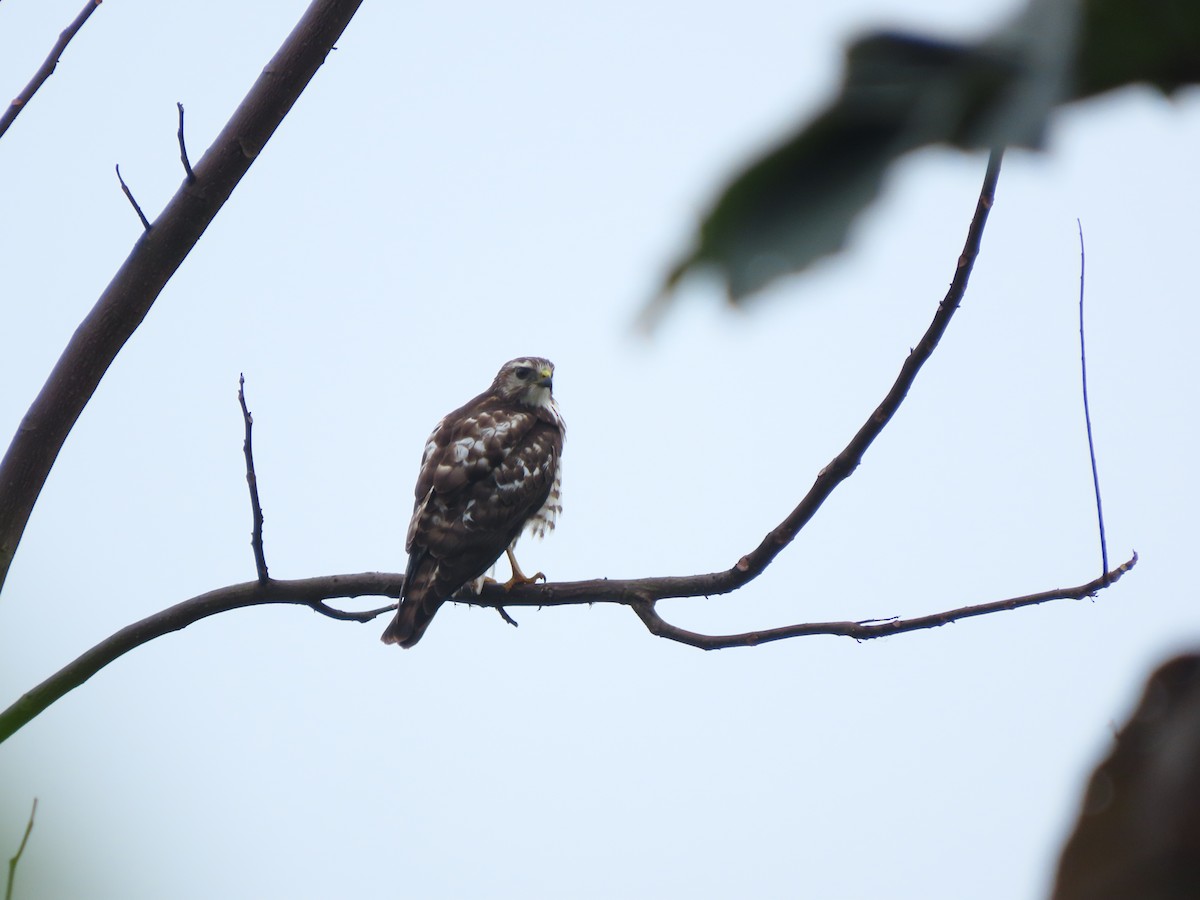 Broad-winged Hawk - ML645262990