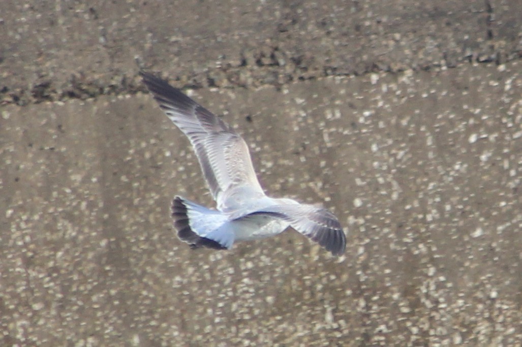 Common Gull - ML645262992