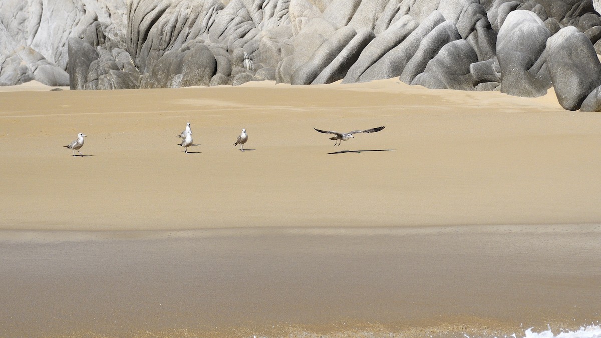 Yellow-footed Gull - ML645263000