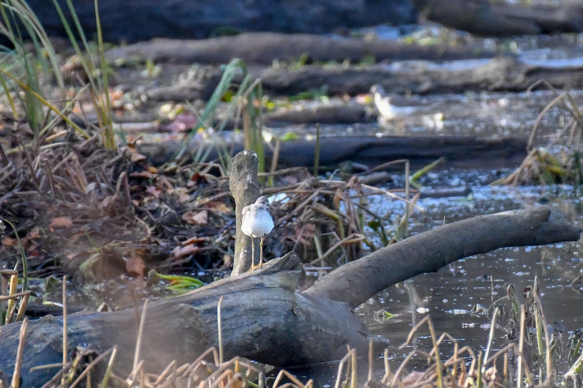 オオキアシシギ - ML645263002