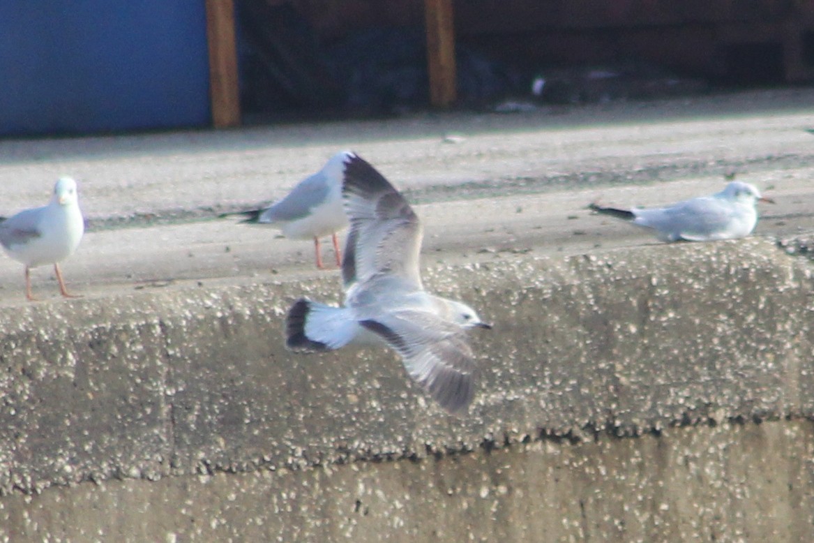 Common Gull - ML645263006