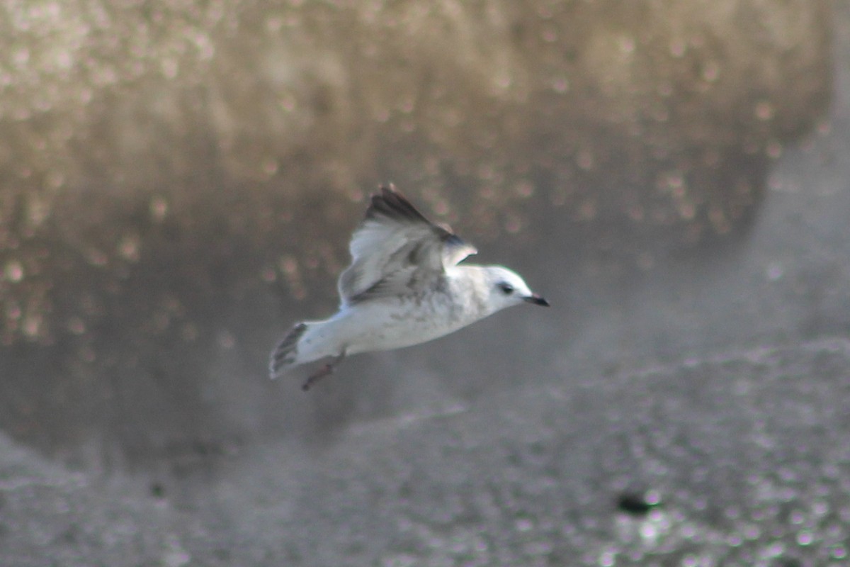 Common Gull - ML645263010