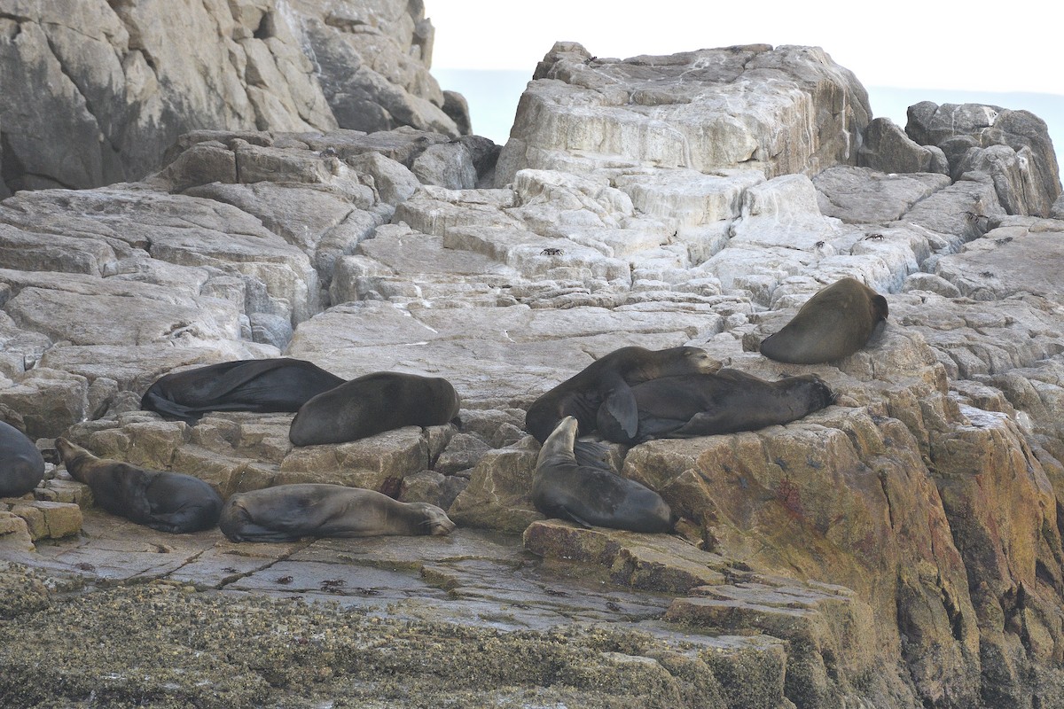 California Sea Lion - ML645263012