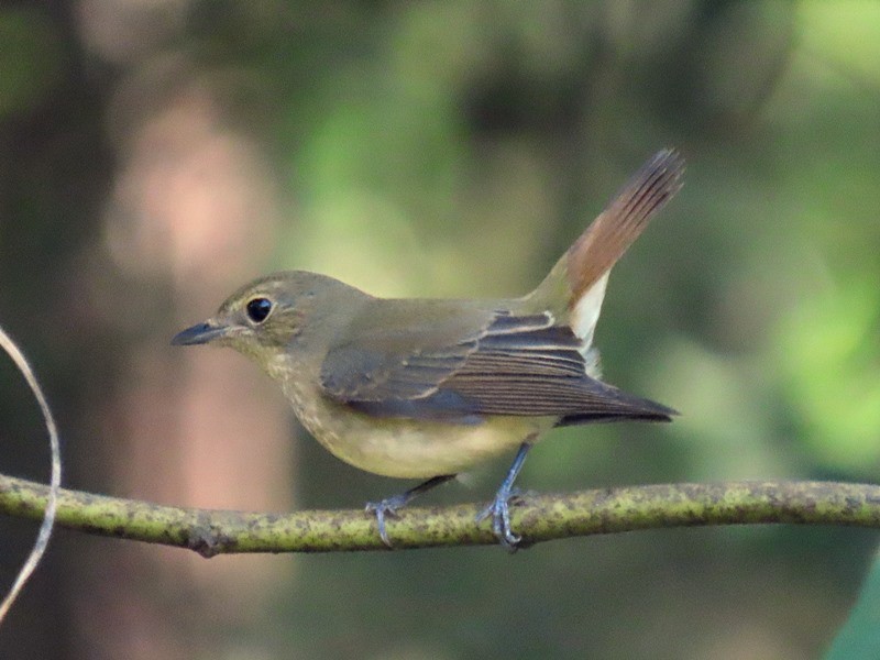 Narzissenschnäpper - ML645263037