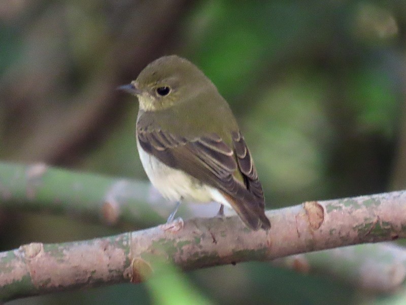 Narzissenschnäpper - ML645263041