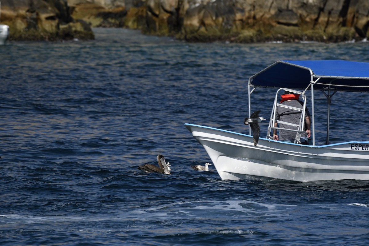 Brown Pelican - ML645263079