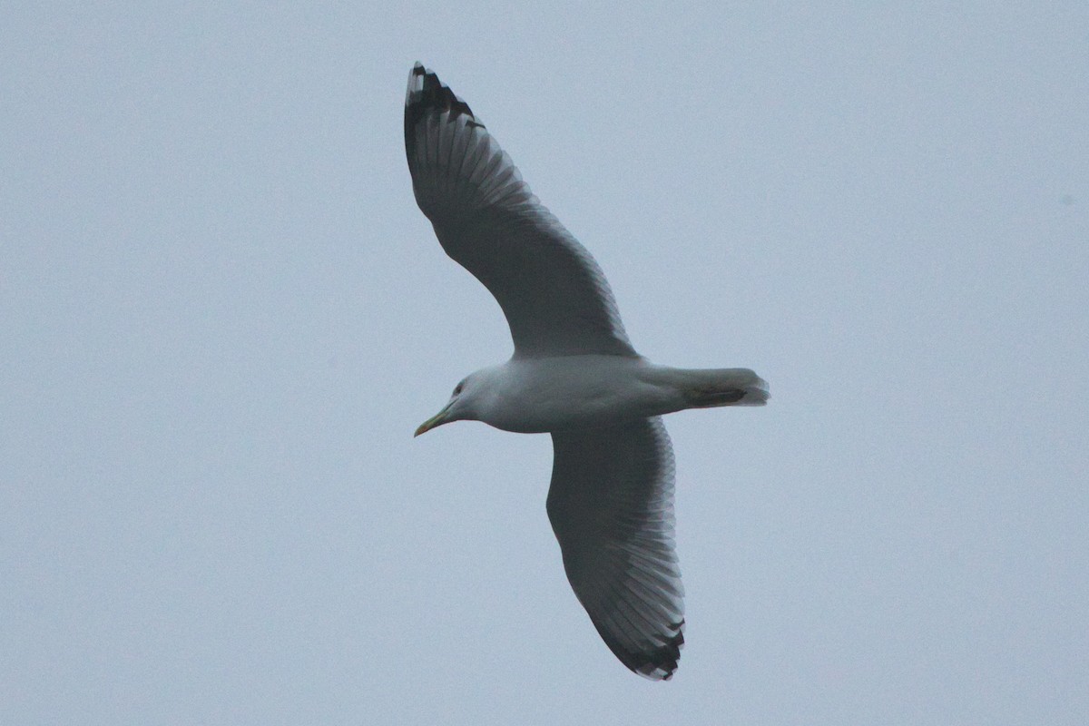 Caspian Gull - ML645263081