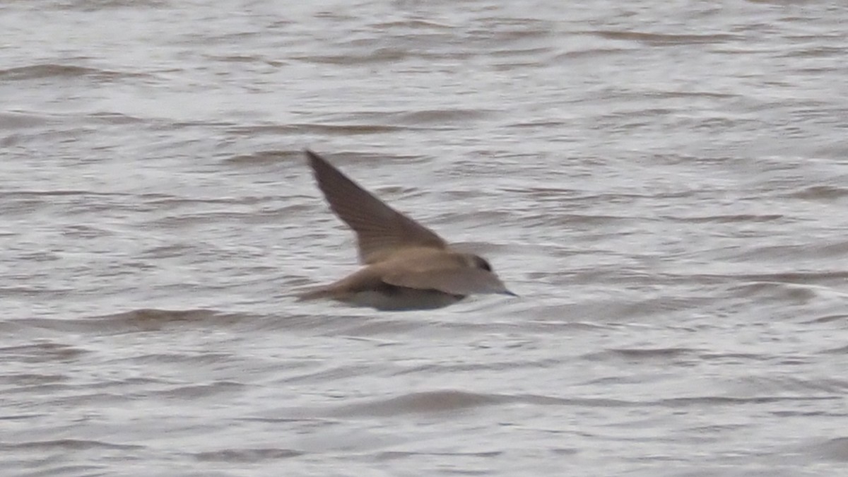 Береговушка - ML645263082