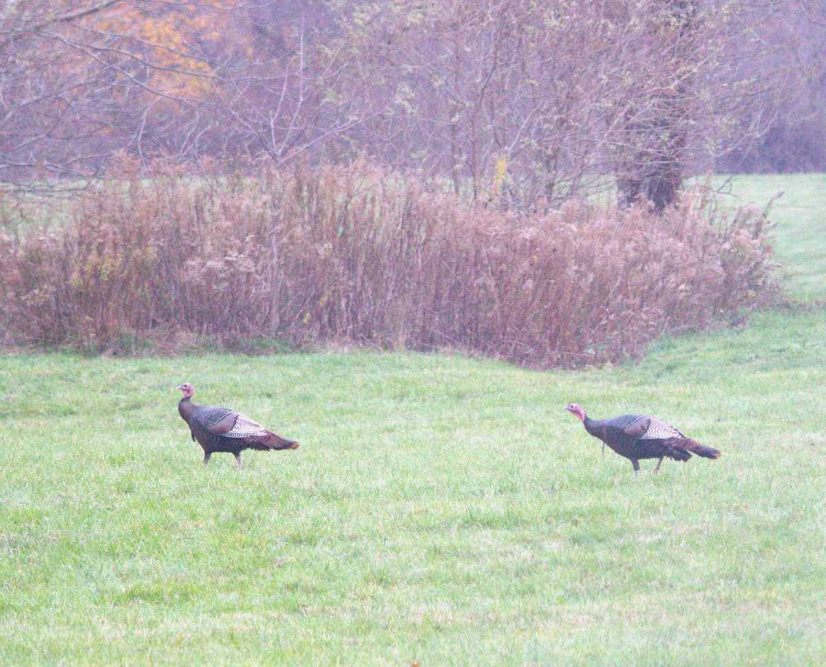 Wild Turkey - ML645263086