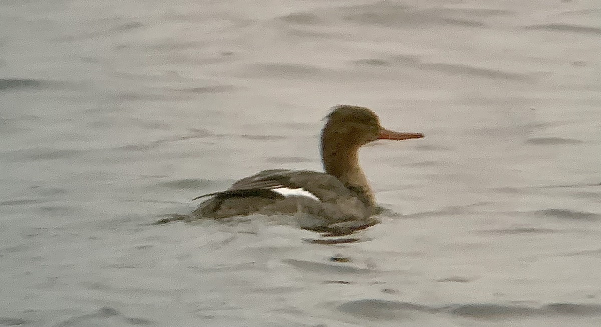 Serreta Mediana - ML645263090