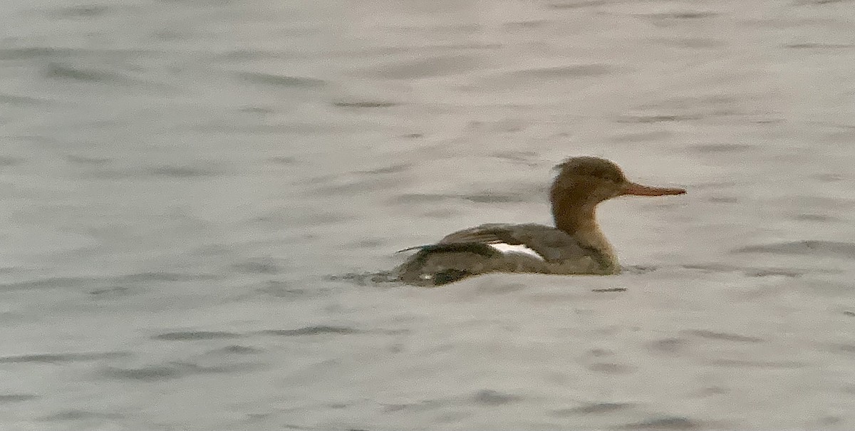 Serreta Mediana - ML645263091