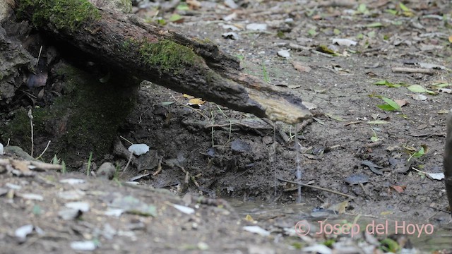 Вівчарик-ковалик - ML645263092