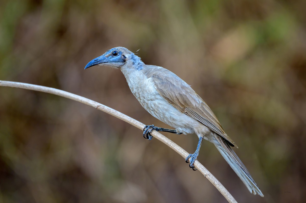 Little Friarbird - ML645263122
