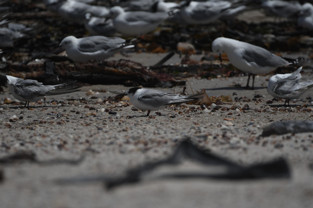 Common Tern - ML645263123