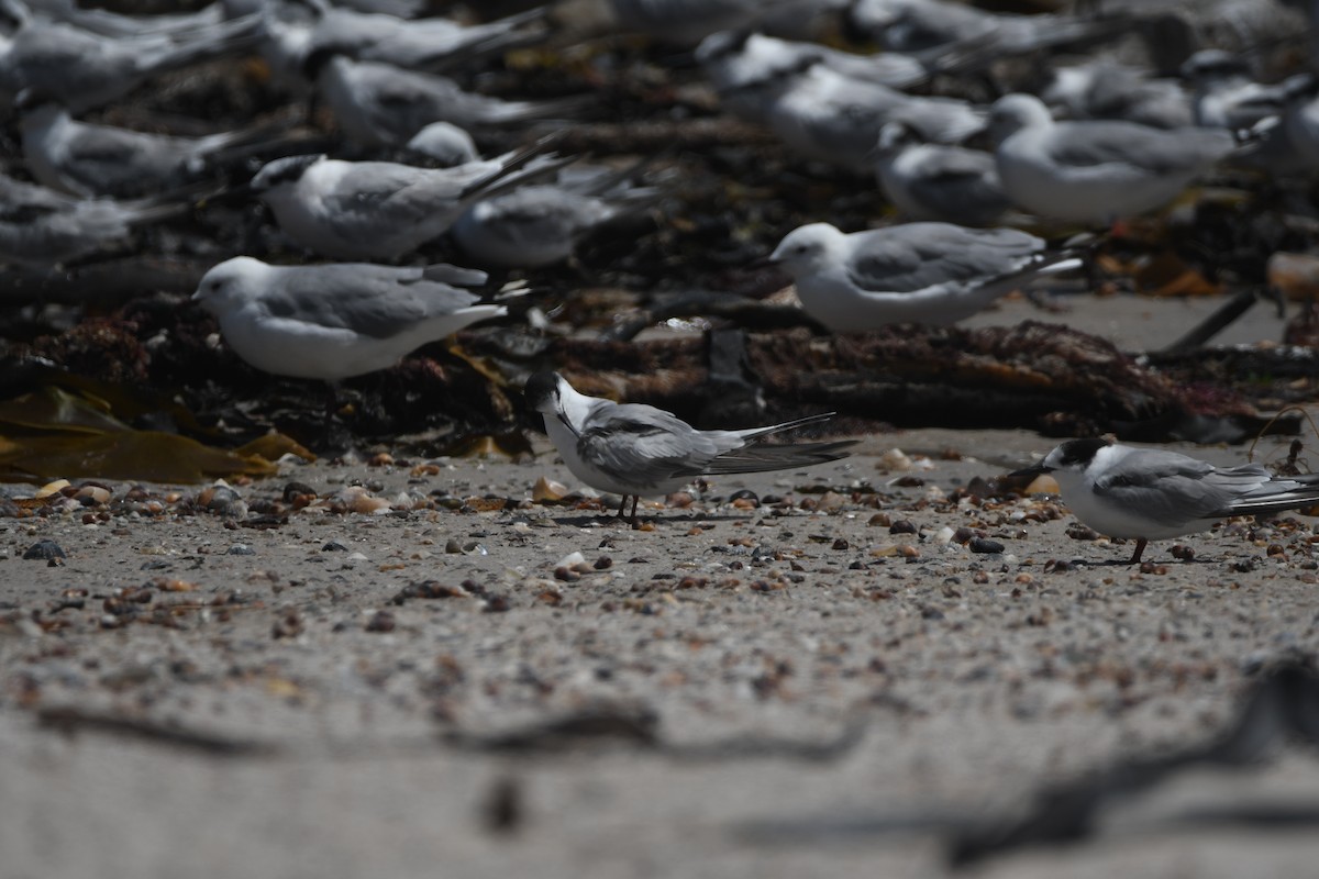 Common Tern - ML645263126