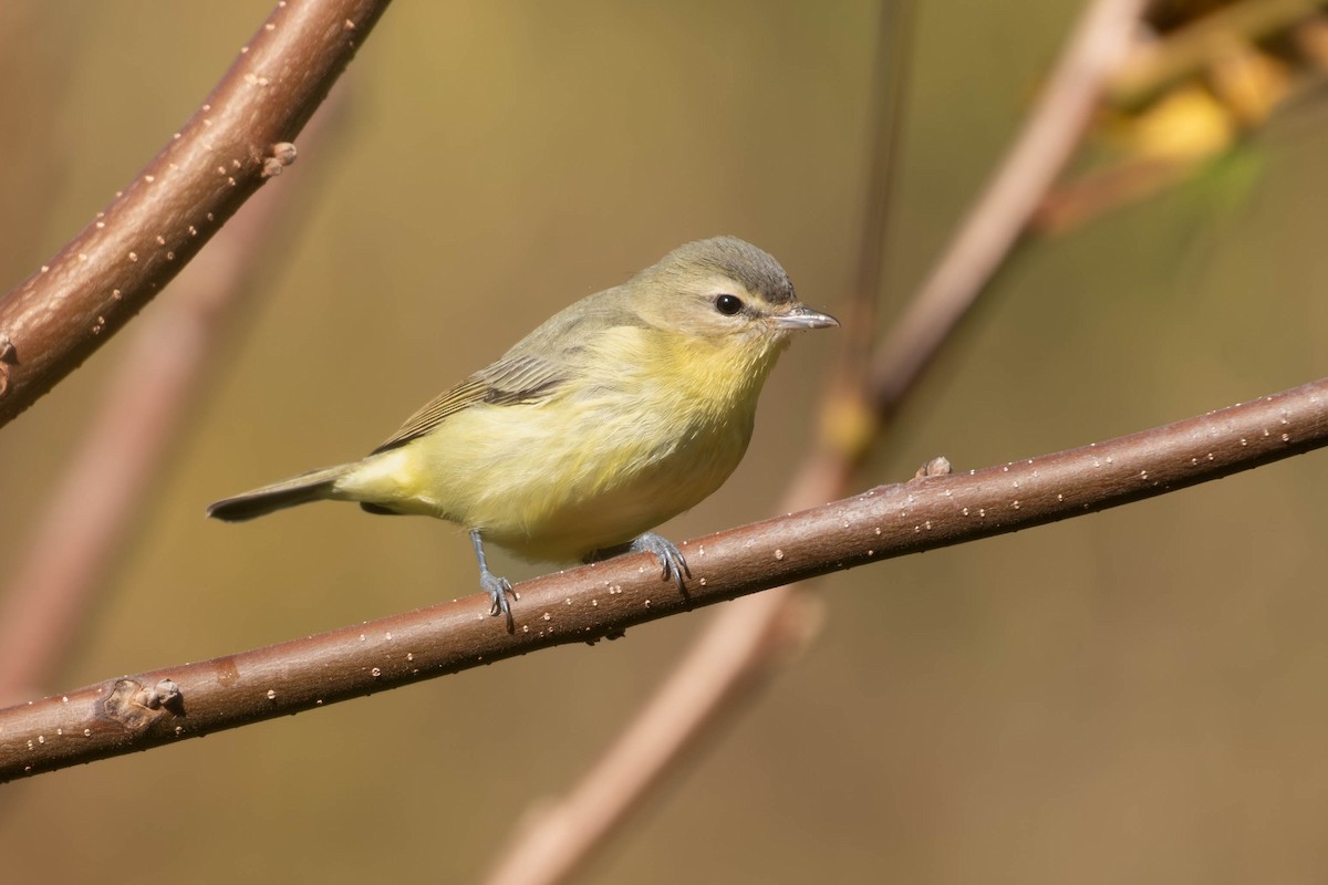 Bireo filadelfiarra - ML645263146