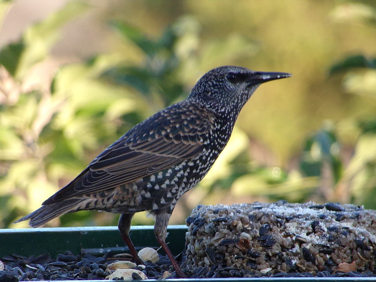 Шпак звичайний - ML645263153