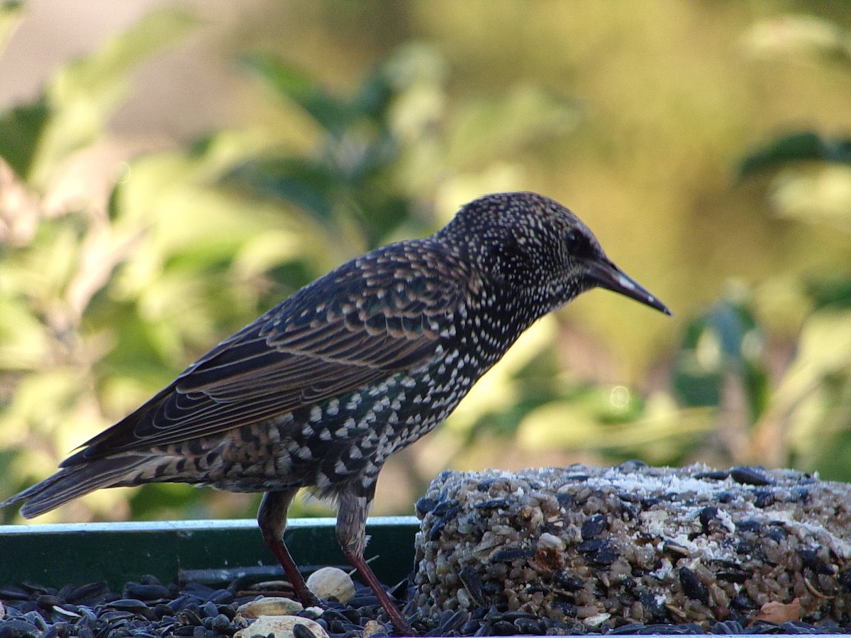 Шпак звичайний - ML645263155