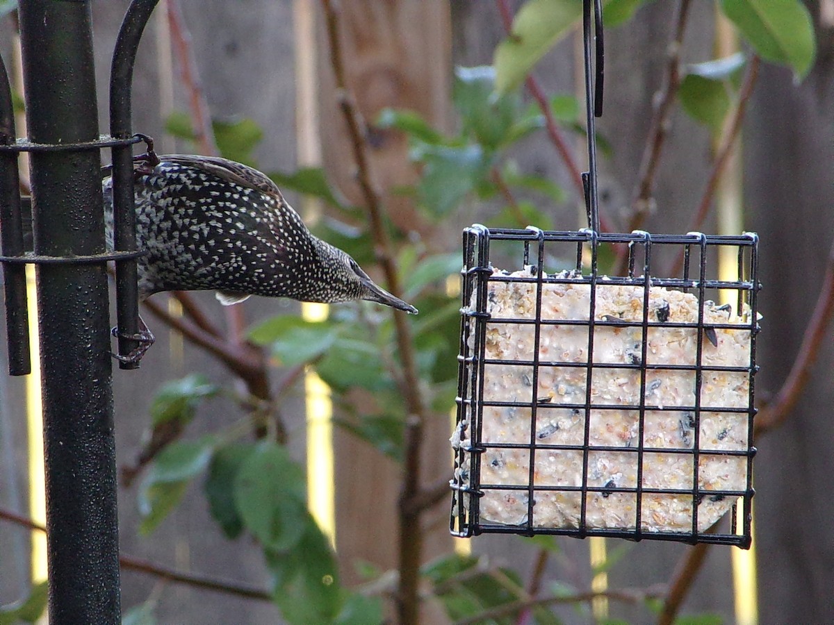 Шпак звичайний - ML645263157