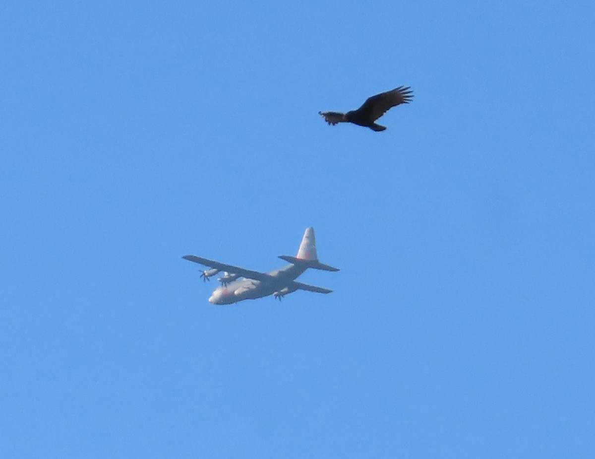 Black Vulture - ML645263158