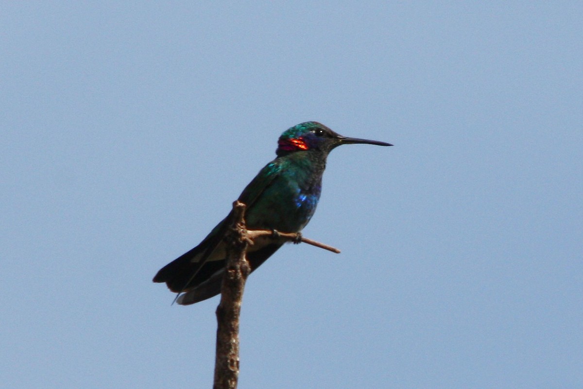 White-vented Violetear - ML645263163
