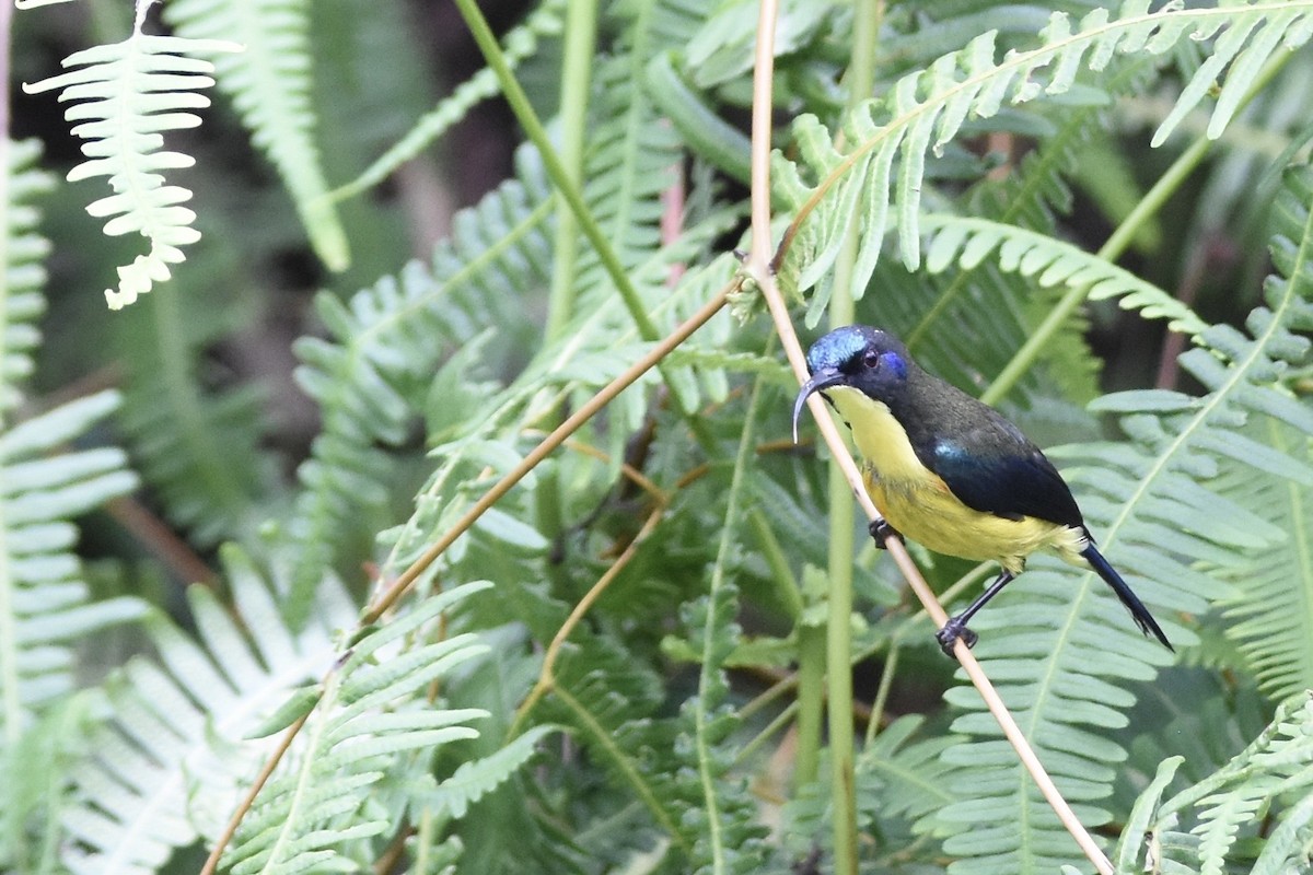 Lina's Sunbird - ML645263176