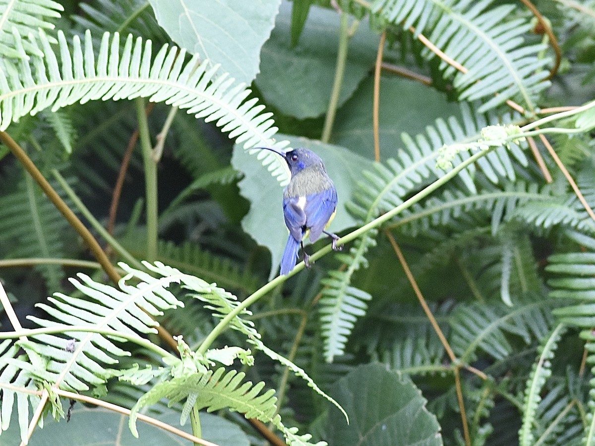 Lina's Sunbird - ML645263177