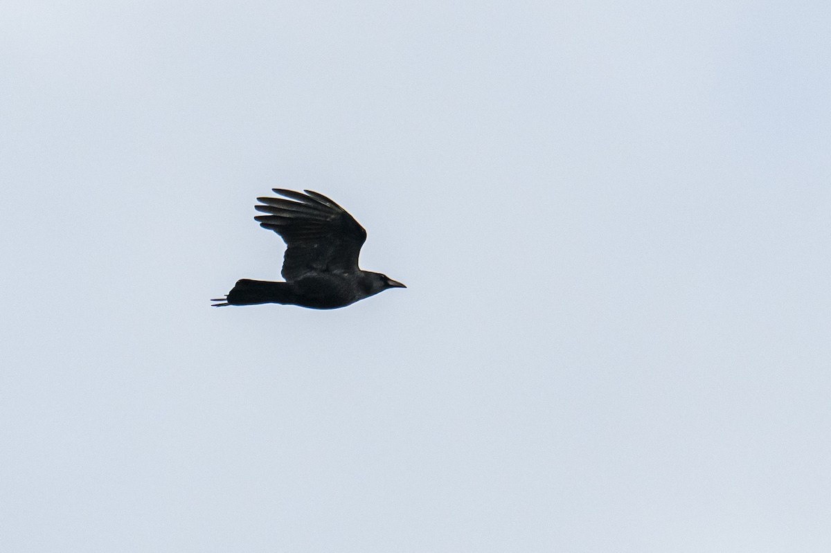 American Crow - ML645263178