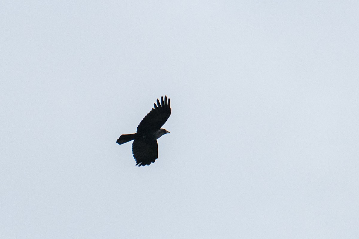 American Crow - ML645263179