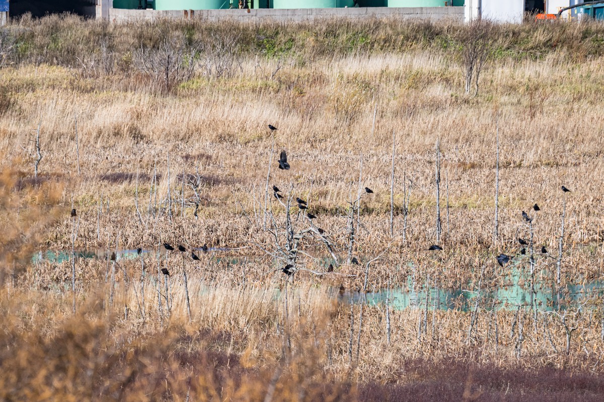 American Crow - ML645263180