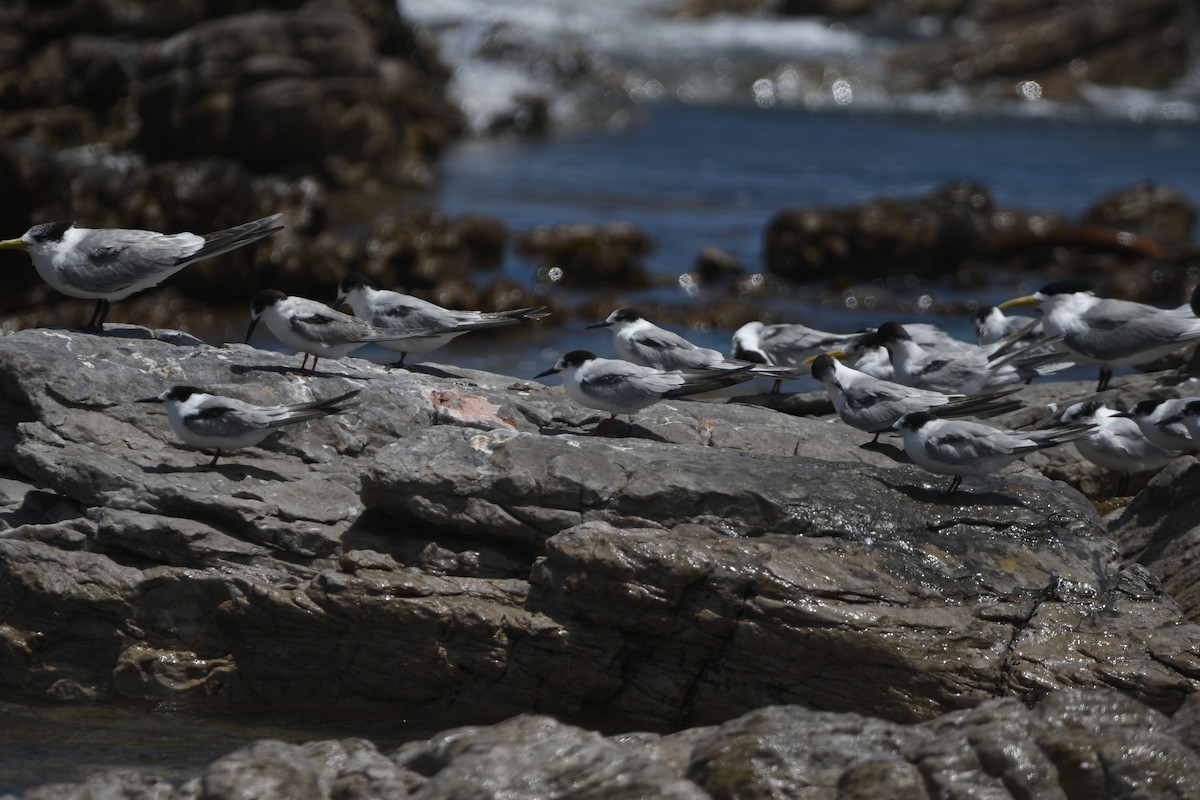 Common Tern - ML645263199