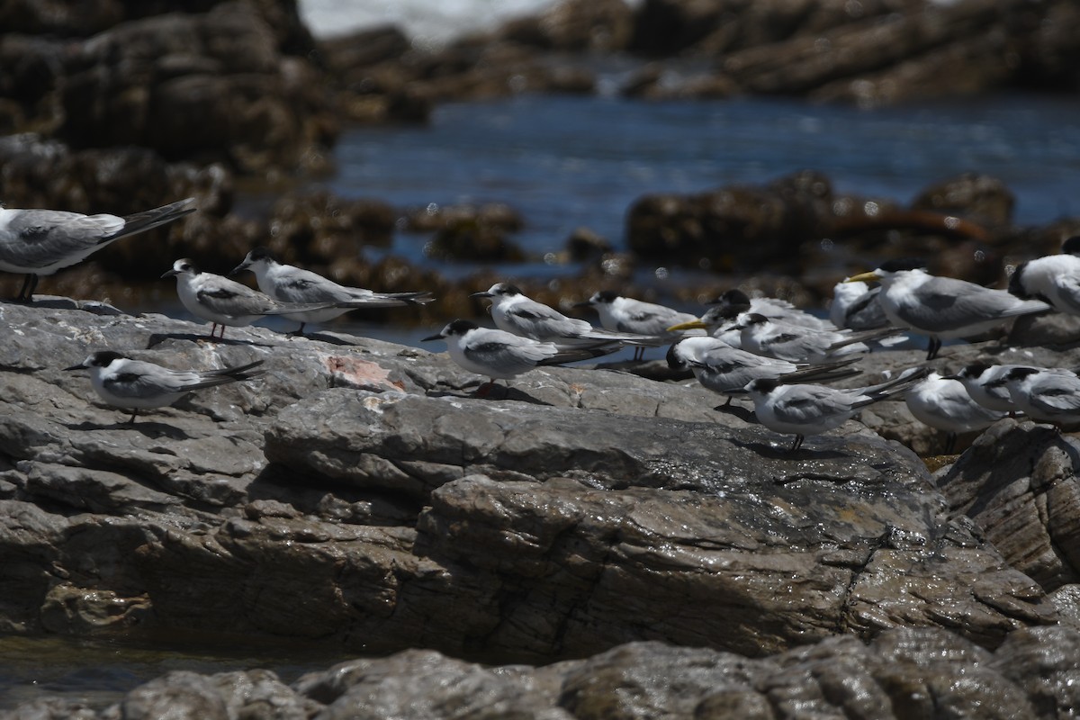 Common Tern - ML645263202