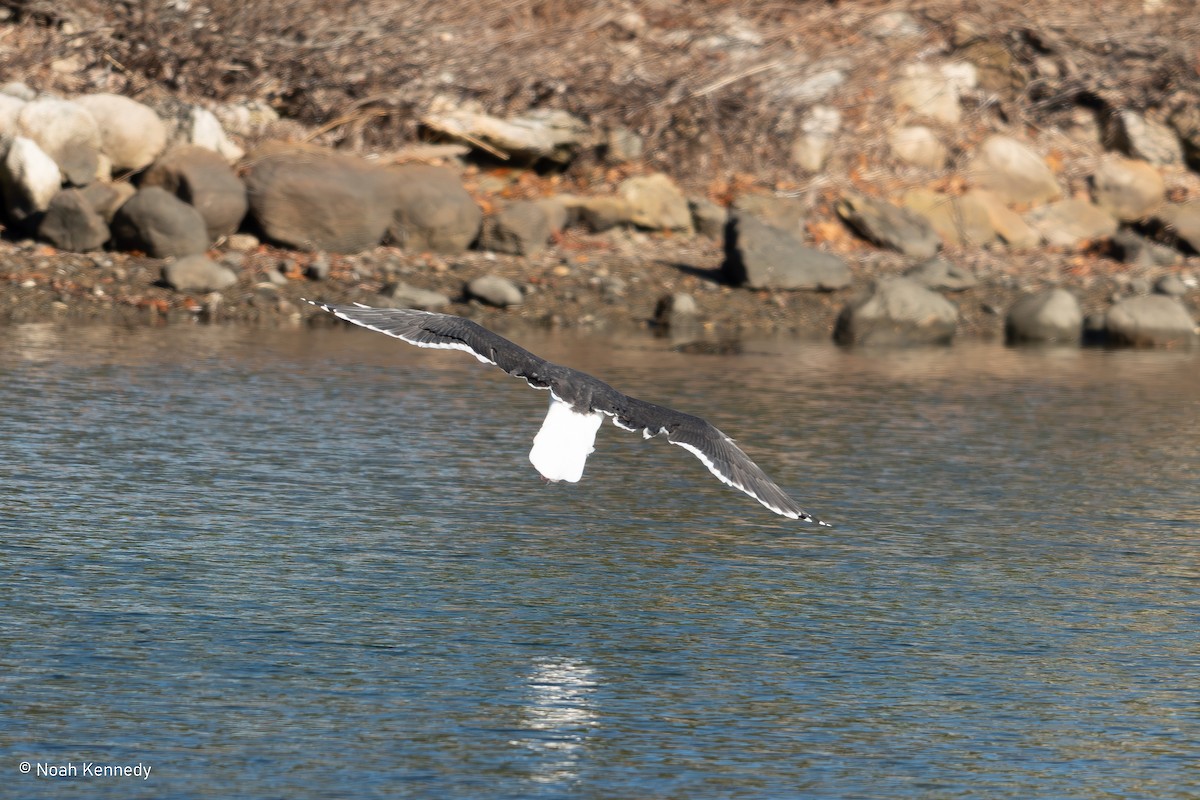 Great Black-backed Gull - ML645263212