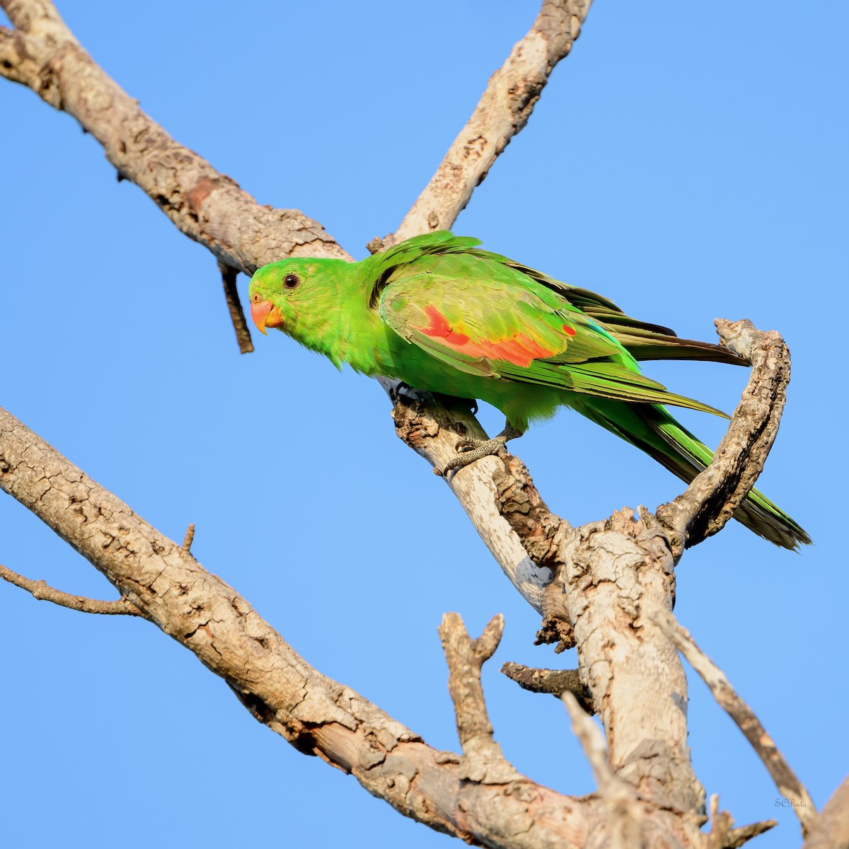 Red-winged Parrot - ML645263213
