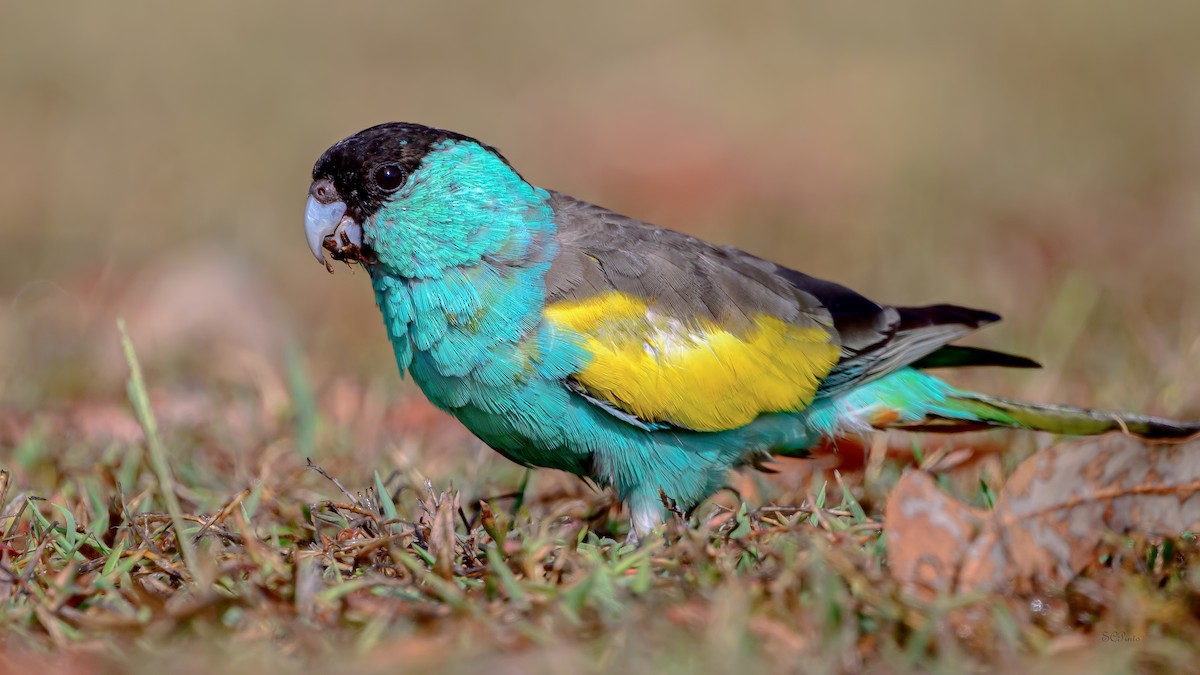 rosela žlutokřídlá - ML645263224