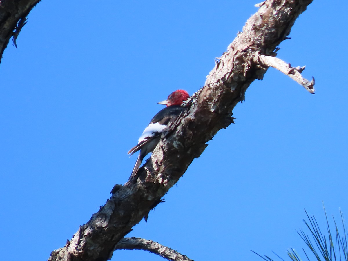 Red-headed Woodpecker - ML645263227