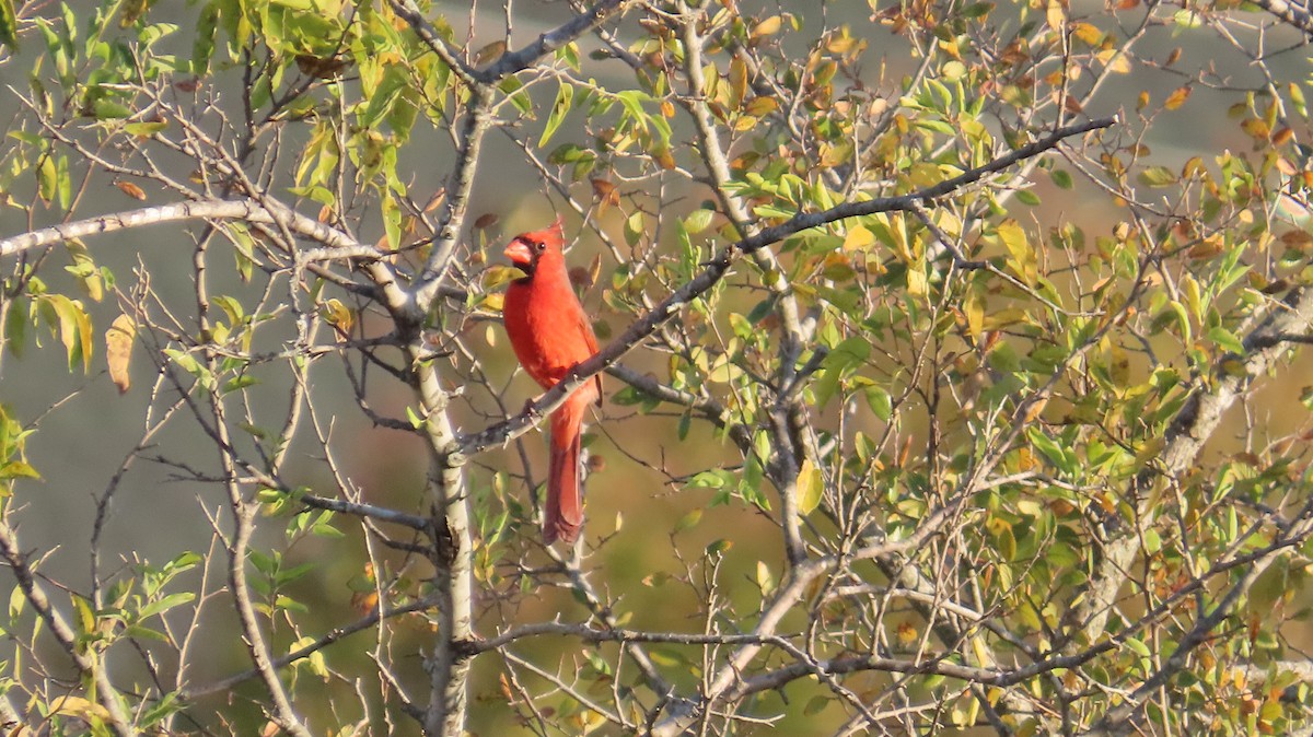 Northern Cardinal - ML645263232
