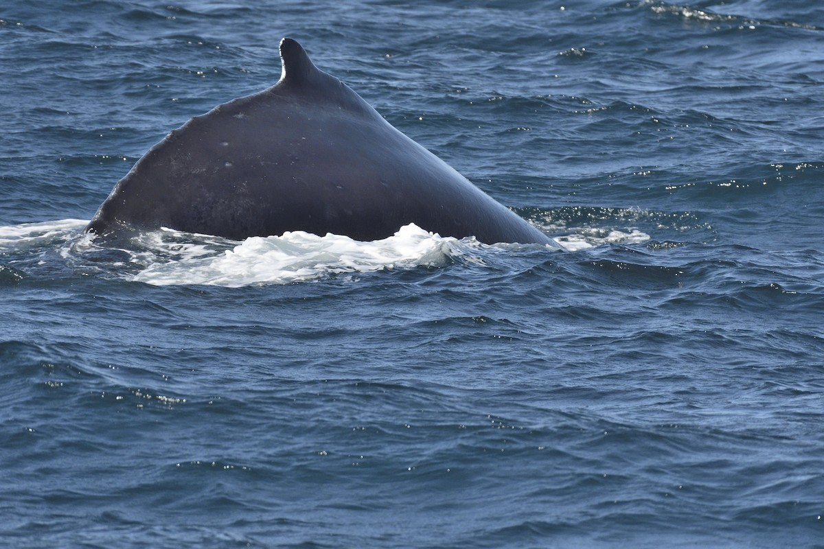 Humpback Whale - ML645263234