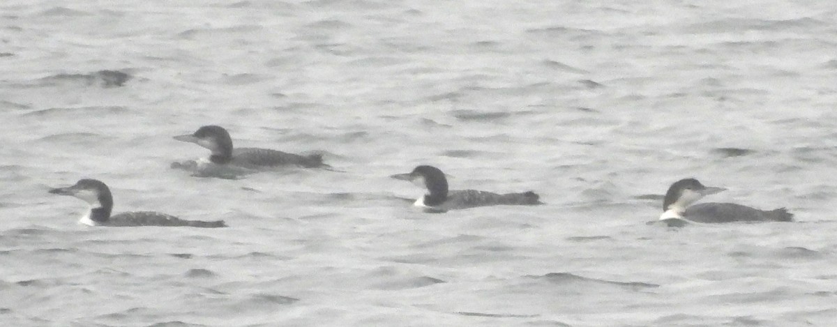 Common Loon - ML645263236
